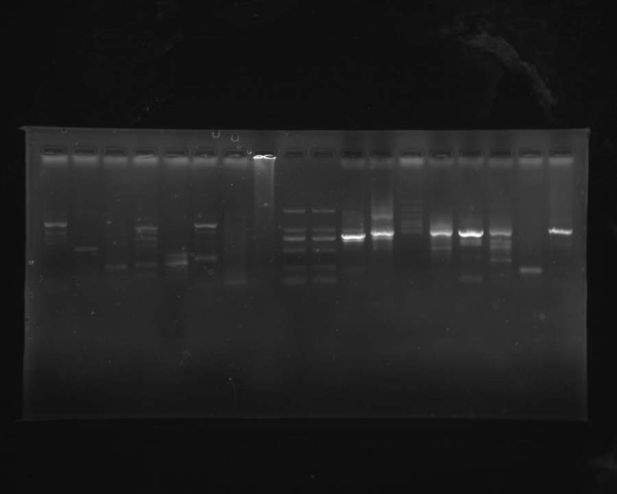 跑完PCR25微升体系图是这样的,求解读?-盖德化工问答